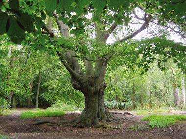 Strategy will guide tree planting in the city