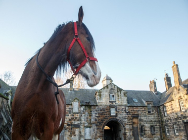 Picture of a Clydesdale at the Stables