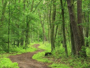  18 million trees to be planted over next 10 years