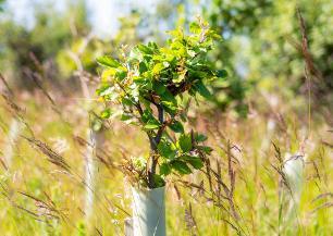 Tree planting