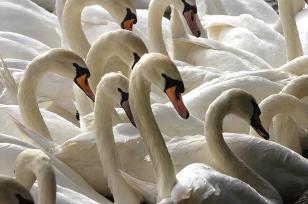 Flock of swans