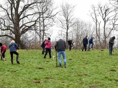 Tree Planting - Kings Park